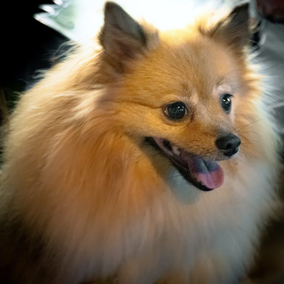 PeTernizeDog PeTernizeDog